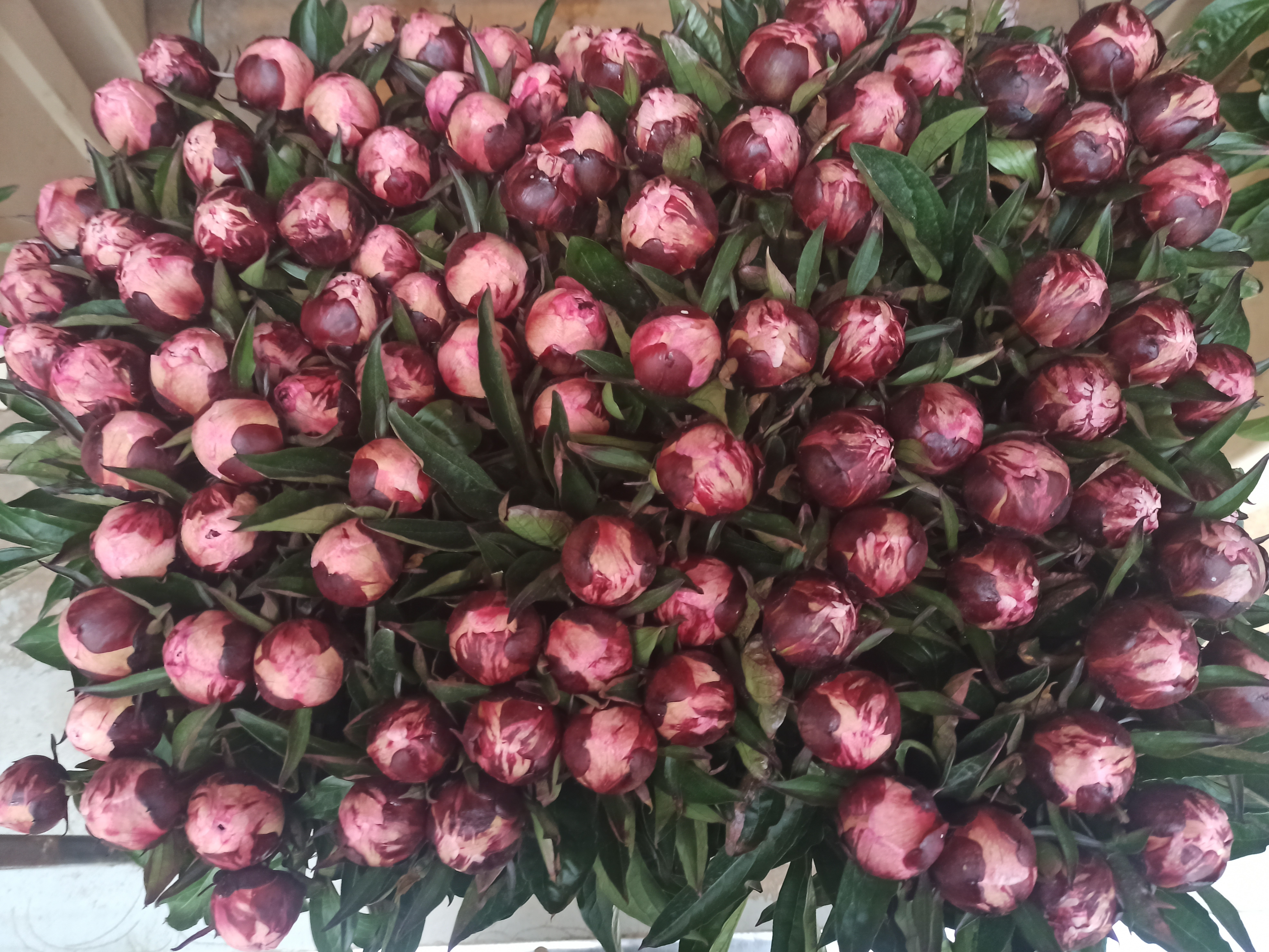 Pietertje Vriend Wagenaar